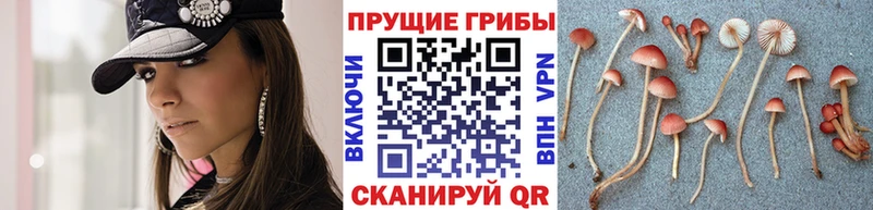 Купить  Карачаевск  Галлюциногенные грибы ЛСД 